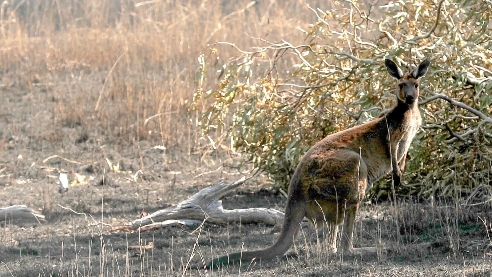 Kängurus sind eigentlich friedvoll. (Foto: Kelly Barnes/AAP/dpa)