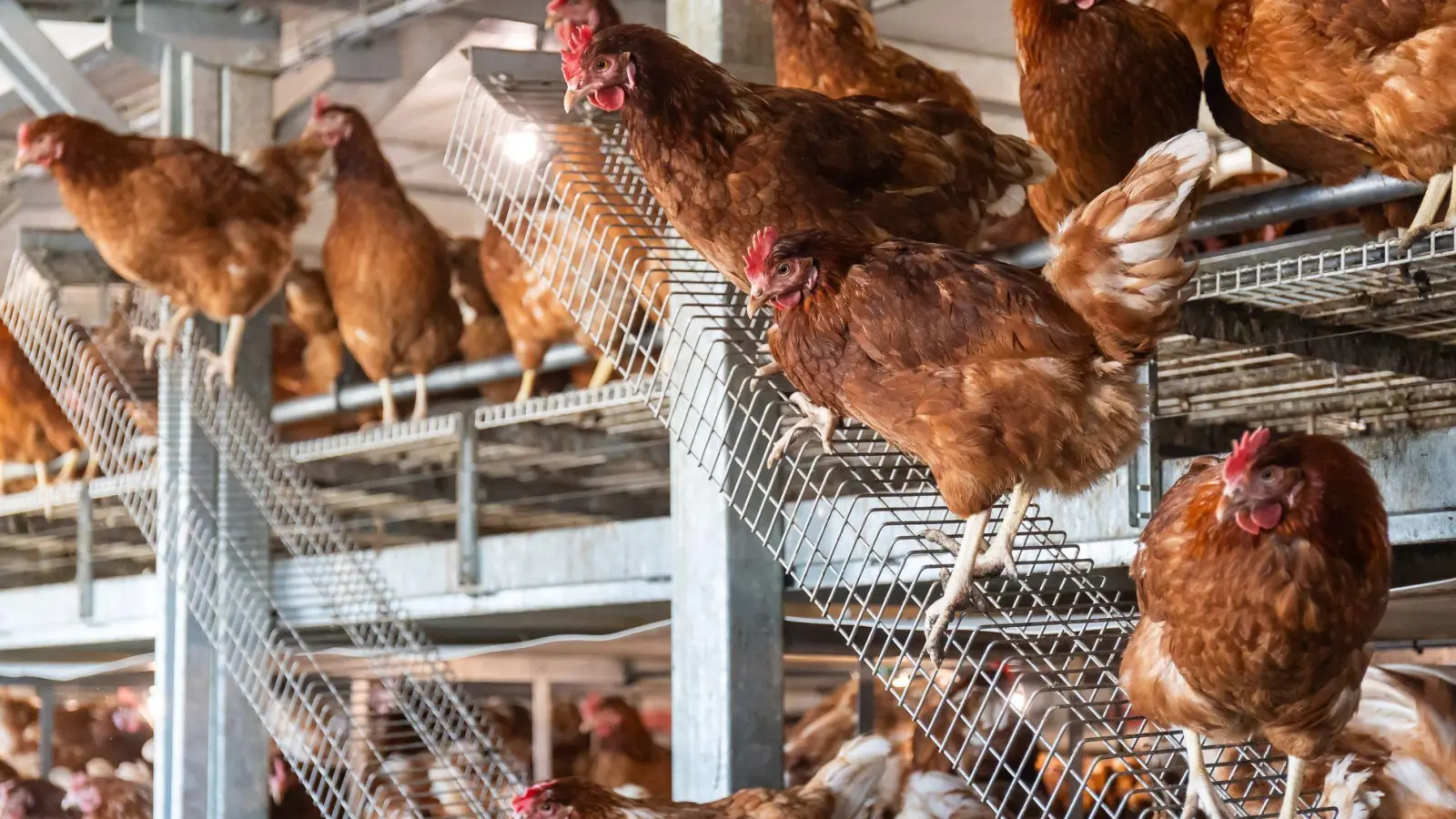 Die Situation ist nach Angaben des Bauernverbands besonders für Legehennenhalter mittlerer Größe herausfordernd. (Symbolbild) (Foto: Christian Lademann/dpa)
