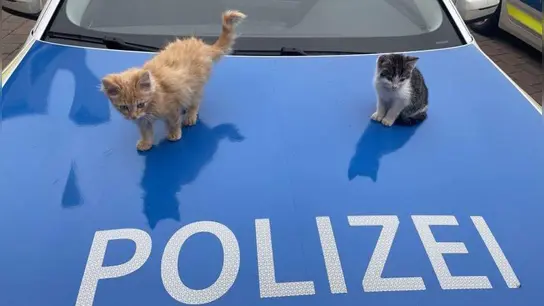 In der Obhut der Polizei: Diese beiden Katzenbabys haben Unbekannte an der Raststätte Ohrenbach ausgesetzt. (Foto: Polizei)