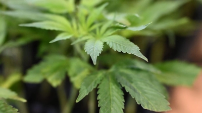 Die Ermittler entdeckten Marihuana. (Symbolbild) (Foto: Michael Brandt/dpa)