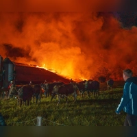 Die geretteten Kühe stehen auf einer Wiese bei dem brennenden Stall.  (Foto: Lars Haubner/NEWS5/dpa)
