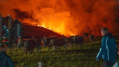 Die geretteten Kühe stehen auf einer Wiese bei dem brennenden Stall.  (Foto: Lars Haubner/NEWS5/dpa)