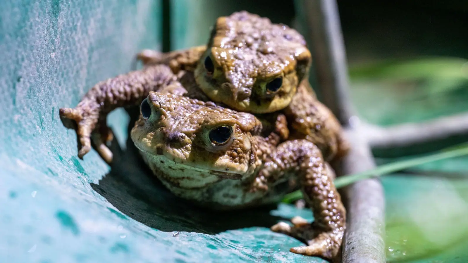 Wegen der Kälte sind die meisten Amphibien in diesem Jahr erst ab Ende März auf Wanderschaft gegangen.  (Foto: Pia Bayer/dpa)