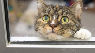 So langweilig: Es gibt aber Möglichkeiten, damit Katzen in der Wohnung auch im Herbst gut beschäftigt sind. (Foto: Boris Roessler/dpa/dpa-tmn)