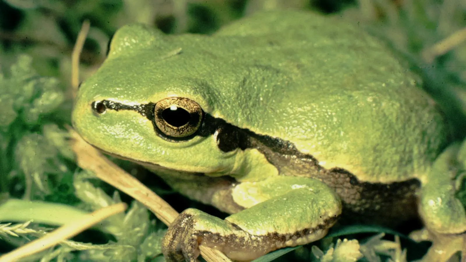 Der Laubfrosch gilt als streng geschützt. Diese Tierart und weitere Amphibien hat das Landratsamt Ansbach in Rügland entdeckt. (Archivbild: Ulrich Meßlinger)