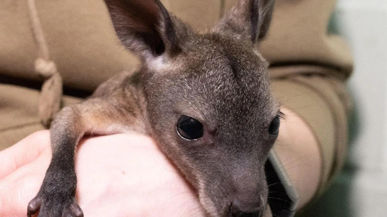 Das Känguru-Baby „Mäuschen“ lebt ein im Stralsunder Zoo derzeit in einem Jutebeutel. (Foto: Stefan Sauer/dpa)