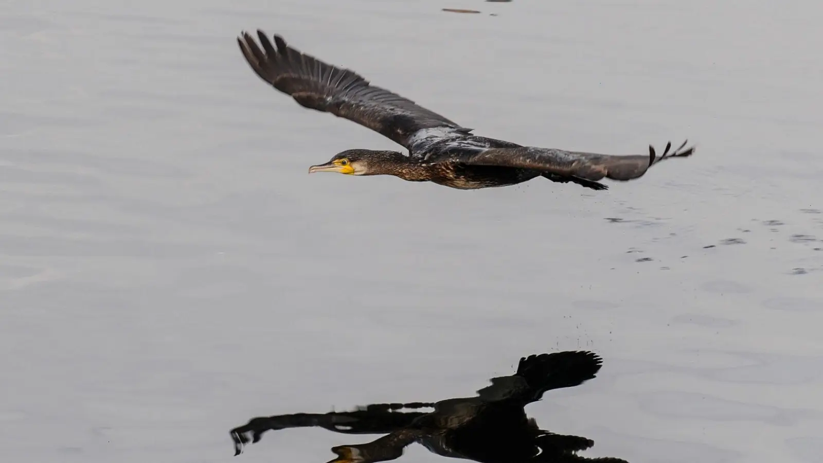 In den vergangenen Jahren wurden mehr Kormorane abgeschossen. (Archivbild) (Foto: Felix Kästle/dpa)