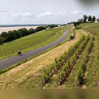 Höhepunkt der Radreise: Unterwegs zwischen den Weinbergen um Bayon-sur-Gironde. (Foto: Andreas Drouve/dpa-tmn)