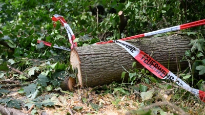 Folgen des Klimawandels wie Dürren machen Wälder anfälliger für andere Folgen des Klimawandels - wie Unwetter. (Foto: Michael Brandt/dpa)