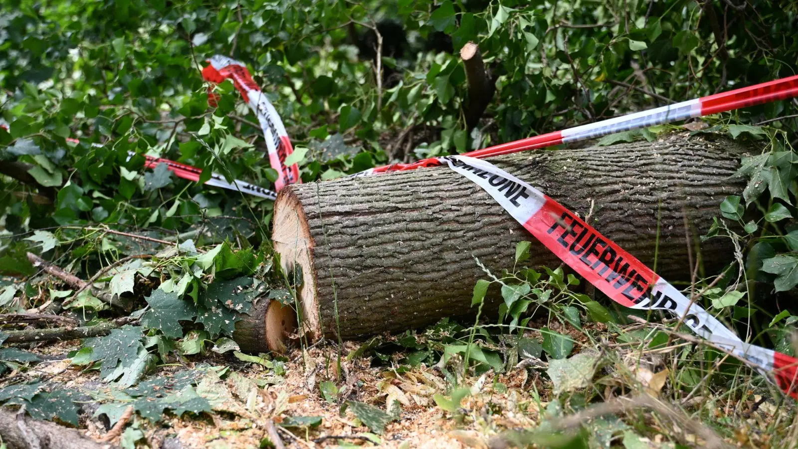 Folgen des Klimawandels wie Dürren machen Wälder anfälliger für andere Folgen des Klimawandels - wie Unwetter. (Foto: Michael Brandt/dpa)