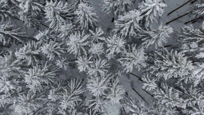 Nadelbäume in einem Wald sind mit Schnee bedeckt. (Foto: Boris Roessler/dpa/Symbolbild)