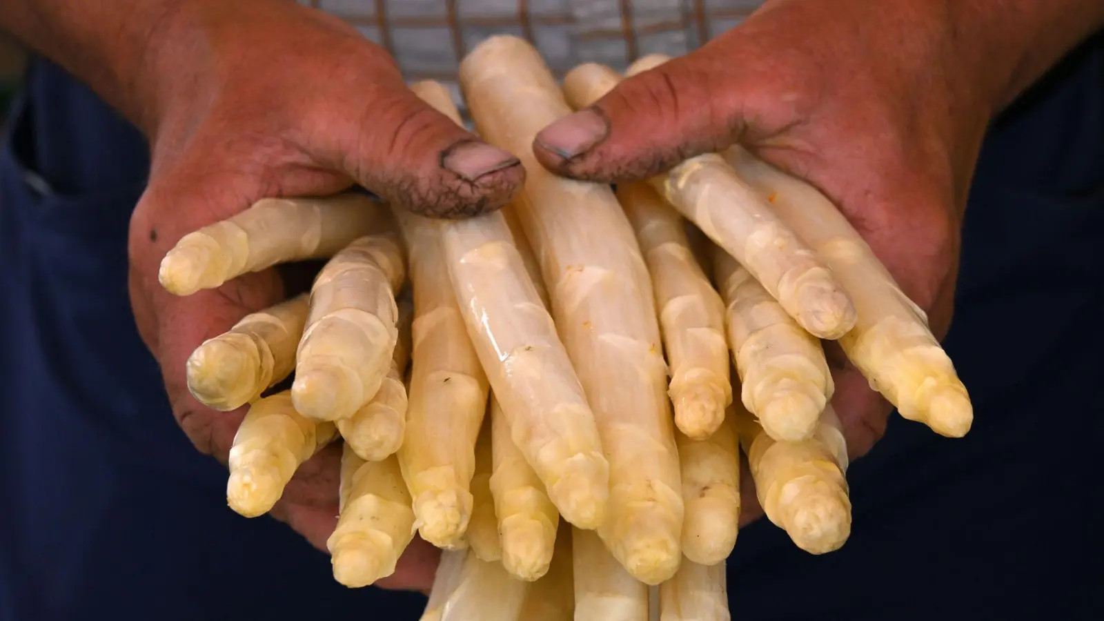 Die Spargelsaison sei im Jahr 2025 „durchschnittlich” ausgefallen, teilt der Bayerische Bauernverband mit. (Foto: Martin Schutt/dpa)