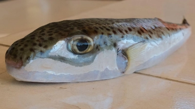 Ein Hasenkopf-Kugelfisch liegt auf einem Tisch. (Foto: Anne Pollmann/dpa)