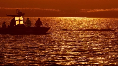 Bis in die Abendstunden arbeiteten die Helfer am Wal. (Foto: Jens Büttner/dpa)