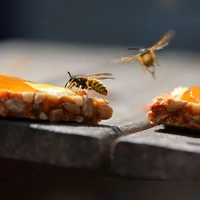 Wegen des warmen und trockenen Frühlings sind viele Wespen in Bayern unterwegs. (Archivbild) (Foto: Karl-Josef Hildenbrand/dpa/dpa-tmn)