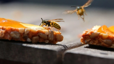 Wegen des warmen und trockenen Frühlings sind viele Wespen in Bayern unterwegs. (Archivbild) (Foto: Karl-Josef Hildenbrand/dpa/dpa-tmn)