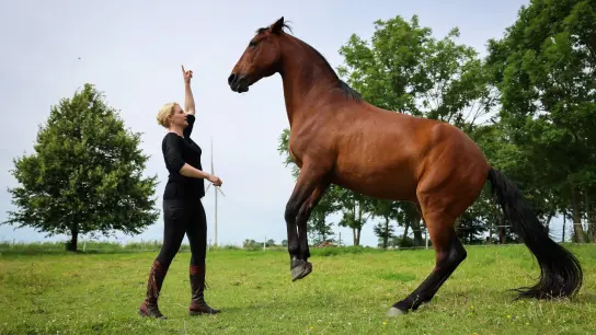 Sophie Graf, Pferdetrainerin, lässt bei einer Übung das Pferd „Chico“ auf der Weide ihres Pferdezentrums in Dithmarschen steigen. (Foto: Christian Charisius/dpa/Produktion)