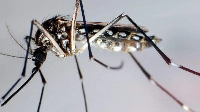 Stechmücke der Art „Aedes aegypti“ - auch „Stegomyia aegypti“: Die Gelbfiebermücke, Denguemücke oder Ägyptische Tigermücke überträgt verschiedene Krankheiten, darunter auch das Dengue-Fieber. (Foto: Gustavo Amador/epa/dpa)