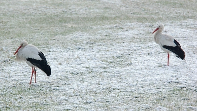 Winterstörche sind oft bei Ipsheim zu beobachten. Den Großvögeln macht die Kälte weniger aus als beispielsweise einem Rotkehlchen. (Foto: Erwin Taube)