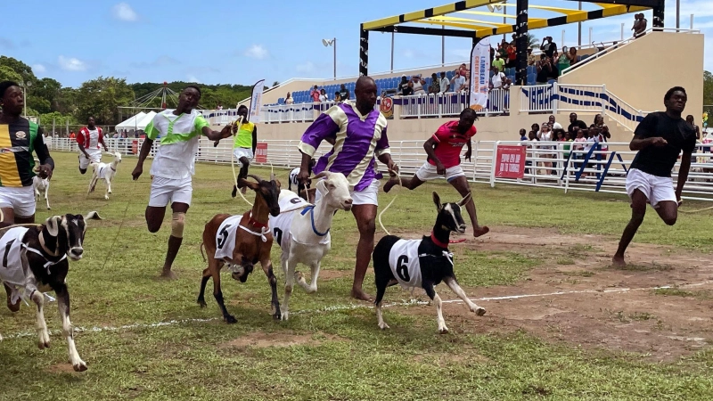 Brauchtum an „Osterdienstag“ ist das Ziegenrennen in Buccoo. (Foto: Manuel Meyer/dpa-tmn)