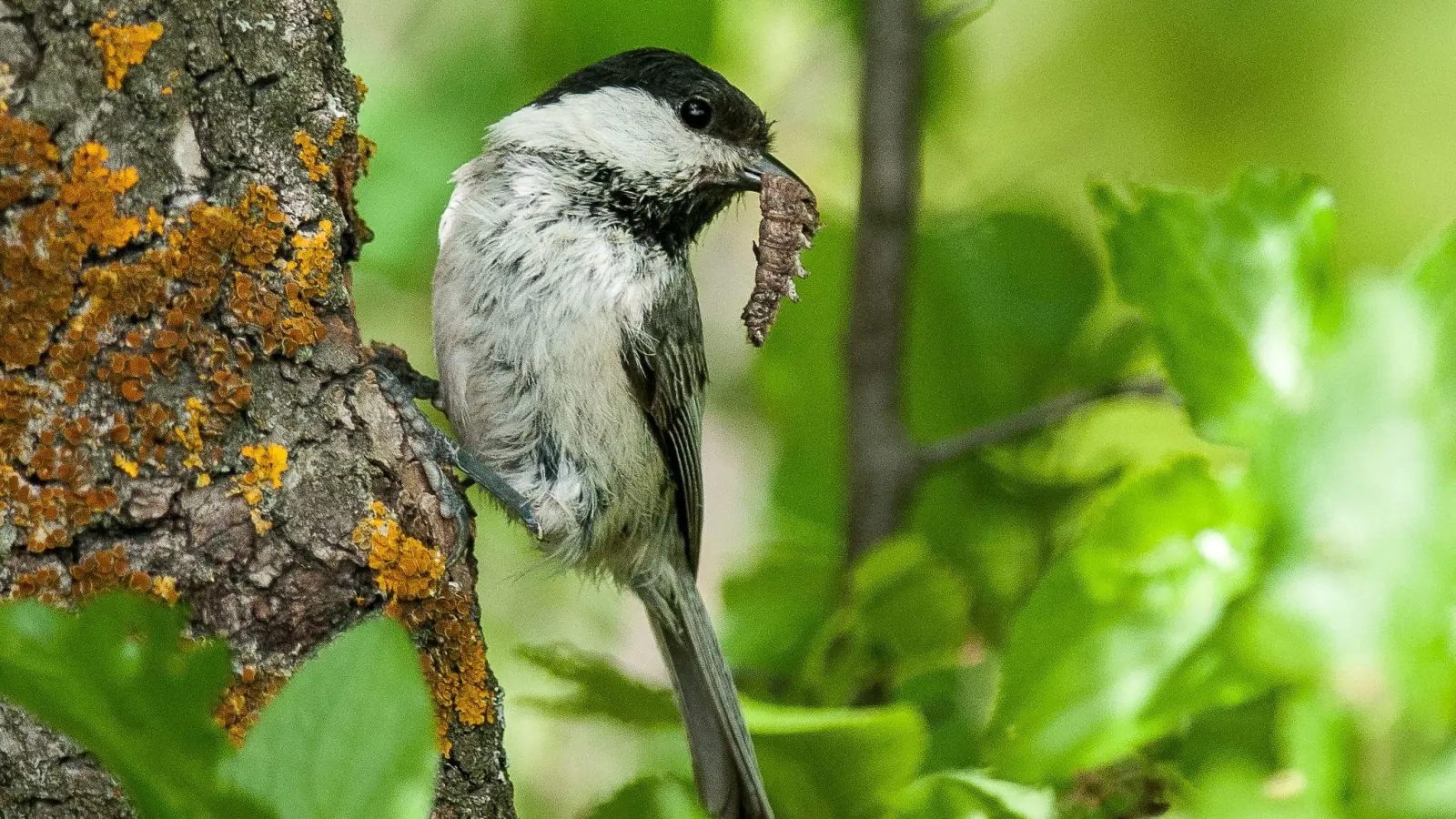 Eine Weidenmeise (Poecile montanus). Der Rückgang der Vogelbestände ist laut der Studie nicht gleichmäßig verteilt. Vögel, die Ackerland als Lebensraum bevorzugen, sind mit einer Reduzierung um fast 57 Prozent besonders betroffen. (Foto: Romain Lorilliere/dpa)