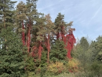 Herbst als Malermeister - gesehen in Dühren (Foto: Dietmar Eder)