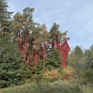 Herbst als Malermeister - gesehen in Dühren (Foto: Dietmar Eder)