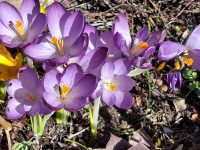 Krokusse mit einer Hummel - gesehen in Rothenburg (Foto: Hilde Beck)