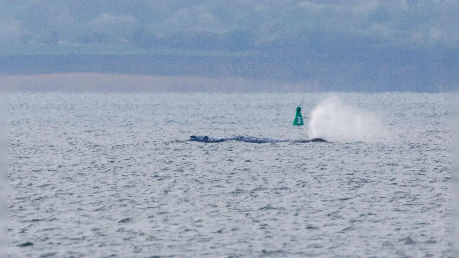 Der Buckelwal ist am frühen Morgen bei steigendem Wasserstand plötzlich von selbst losgeschwommen. Nach rund zwei Stunden stoppte er aber wieder. Am Abend war er wieder in Bewegung - und lag danach wieder ruhig im flachen Wasser. (Foto: Jens Büttner/dpa)