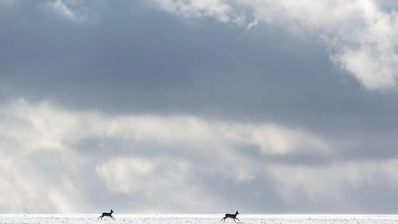 Rehe laufen über ein schneebedecktes Feld. (Foto: Armin Weigel/dpa/Symbolbild)