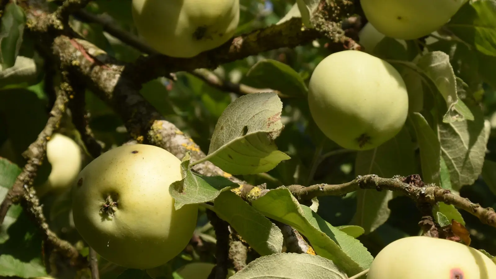 Drei private Apfelbäume sind von den Tätern geleert worden.  (Symbolbild: Fritz Arnold)