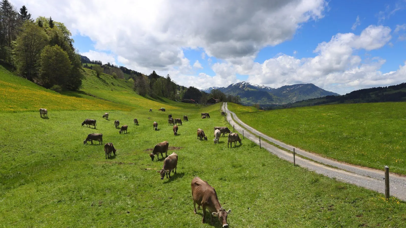 In Bayern gibt es immer weniger Rinder. (Archivbild) (Foto: Karl-Josef Hildenbrand/dpa)