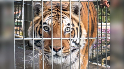 Tiger Boris ist der letzte verbliebene Großkatze im Exotenasyl und immer noch der Anziehungspunkt schlechthin. (Foto: Antonia Müller)