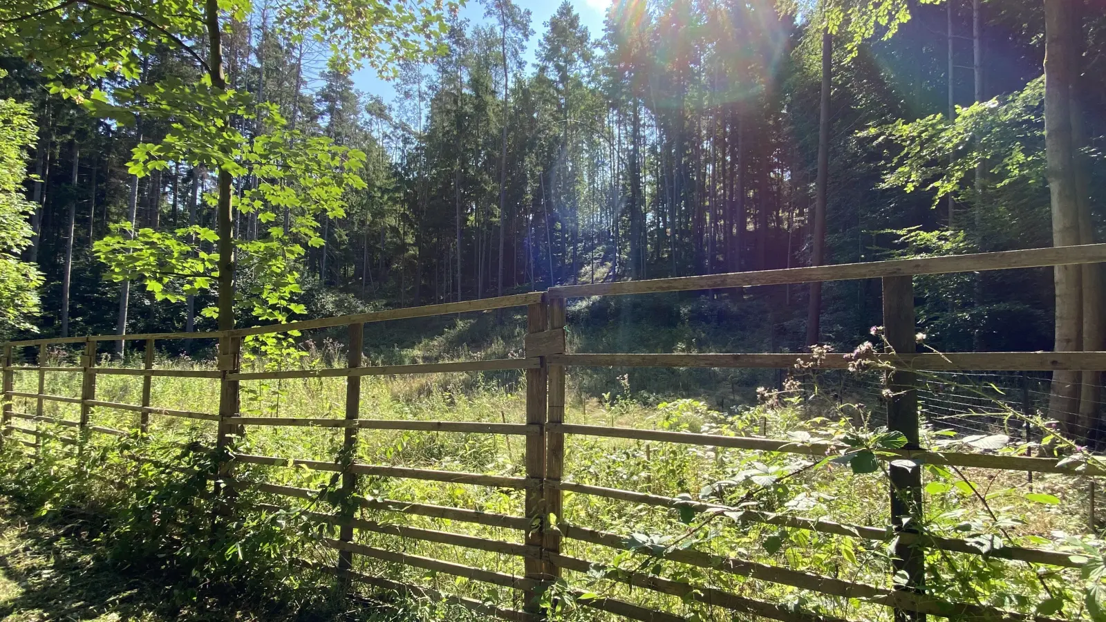 Aufgrund der veränderten klimatischen Bedingungen wurden als Projekt neue Baumarten an zwei Orten im Landkreis gepflanzt. Vor Wildverbiss geschützt werden sie durch Zäune. (Foto: Luca Paul)