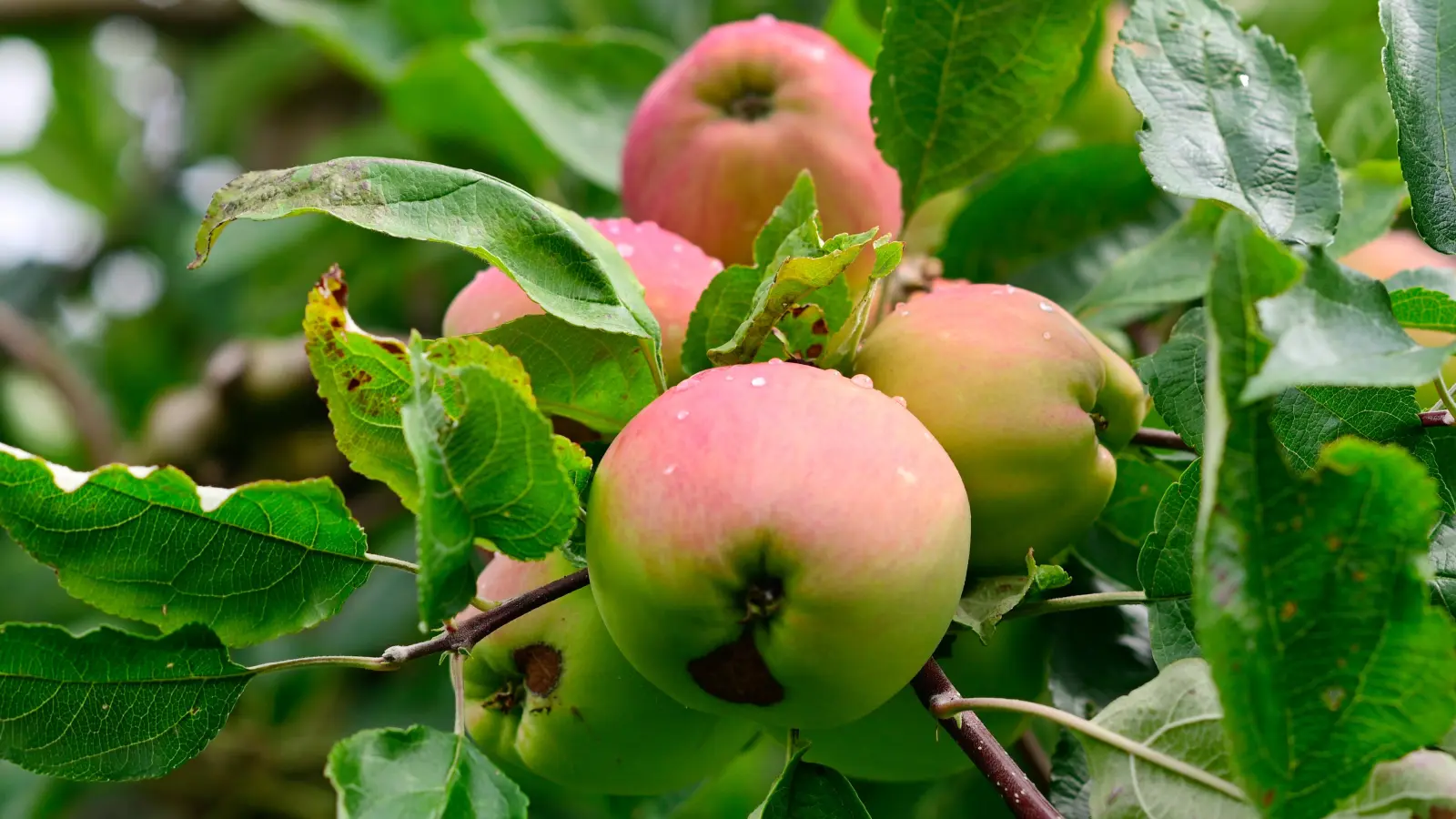 Äpfel lassen sich jetzt wieder kostenfrei ernten. (Symbolbild: Jim Albright)