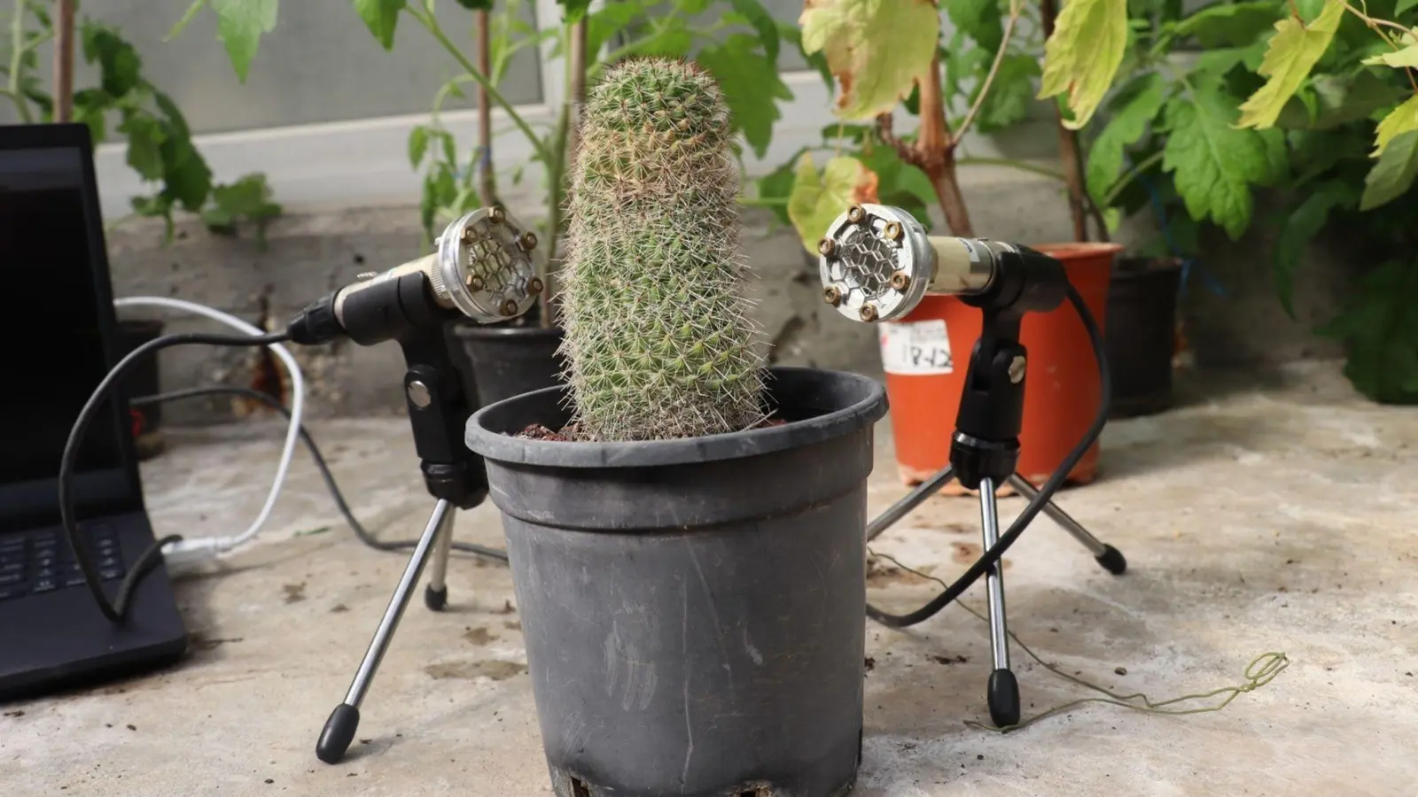 Sind Pflanzen gestresst, geben sie Geräusche von sich. Doch die Frequenz der Töne ist für Menschen zu hoch. Das haben Wissenschaftler der Universität Tel Aviv herausgefunden. (Foto: Tel Aviv University/dpa)