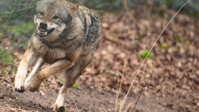 Ein Wolf läuft durch sein Gehege im Tierpark. (Foto: Boris Roessler/dpa)