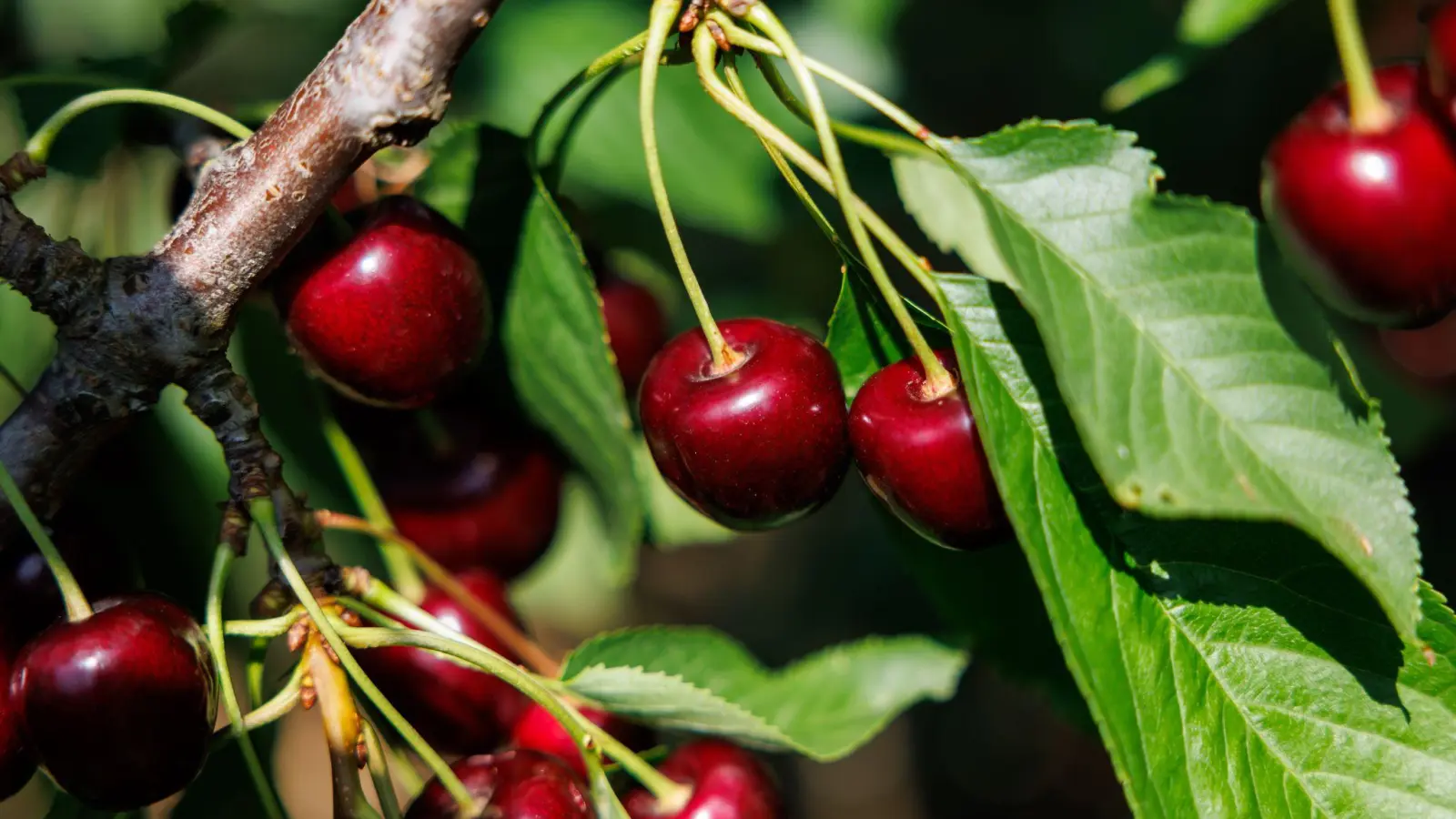 Die Fränkische Schweiz ist ein bekanntes Anbaugebiet für Süßkirschen. (Archivbild) (Foto: Daniel Karmann/dpa)