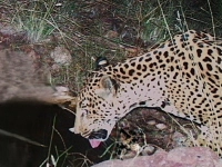 Eine ferngesteuerte Kamera nimmt einen gefleckten Jaguar in Arizona auf. (Foto: Uncredited/University of Arizona Wild Cat Research and Conservation Center/AP/dpa)