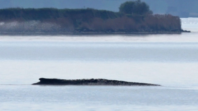 Ein neuer Rettungsversuch ist geplant. (Foto: Bernd Wüstneck/dpa)