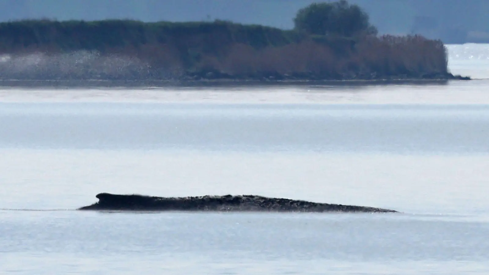 Ein neuer Rettungsversuch ist geplant. (Foto: Bernd Wüstneck/dpa)