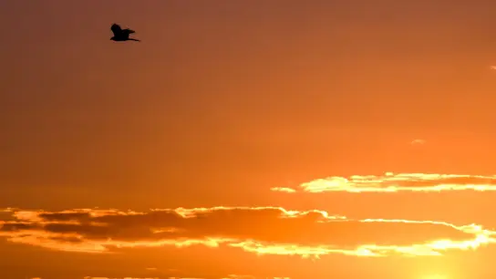 Ein Raubvogel fliegt bei Sonnenaufgang über ein Feld bei Hannover. (Foto: Julian Stratenschulte/dpa)