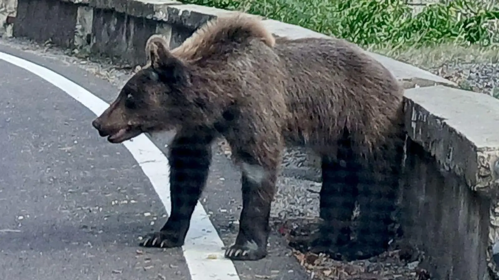 Ein etwa fünf Jahre alter Jungbär auf der Bergstraße Transfagarasan in den rumänischen Karpaten knurrt Autofahrer an. (Foto: Kathrin Lauer/dpa)