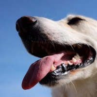 Hohe Temperaturen können Hunde stark belasten und im schlimmsten Fall zu einem Hitzschlag führen. (Foto: Martin Gerten/dpa/dpa-tmn)