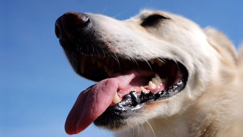 Bis zur Klärung des Sachverhalts rät die Polizei Hundehalterinnen und Hundehaltern zu besonderer Vorsicht. Sie sollten darauf achten, dass ihre Tiere beim Spaziergang keine unbekannten Gegenstände oder Lebensmittel aufnehmen. (Symbolbild: Martin Gerten/dpa-tmn)