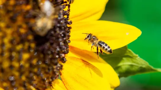 „Bienen zählen zu den wichtigsten Nutztieren“, sagt Amtstierarzt Björn Wilcken. (Foto: Christophe Gateau/dpa)