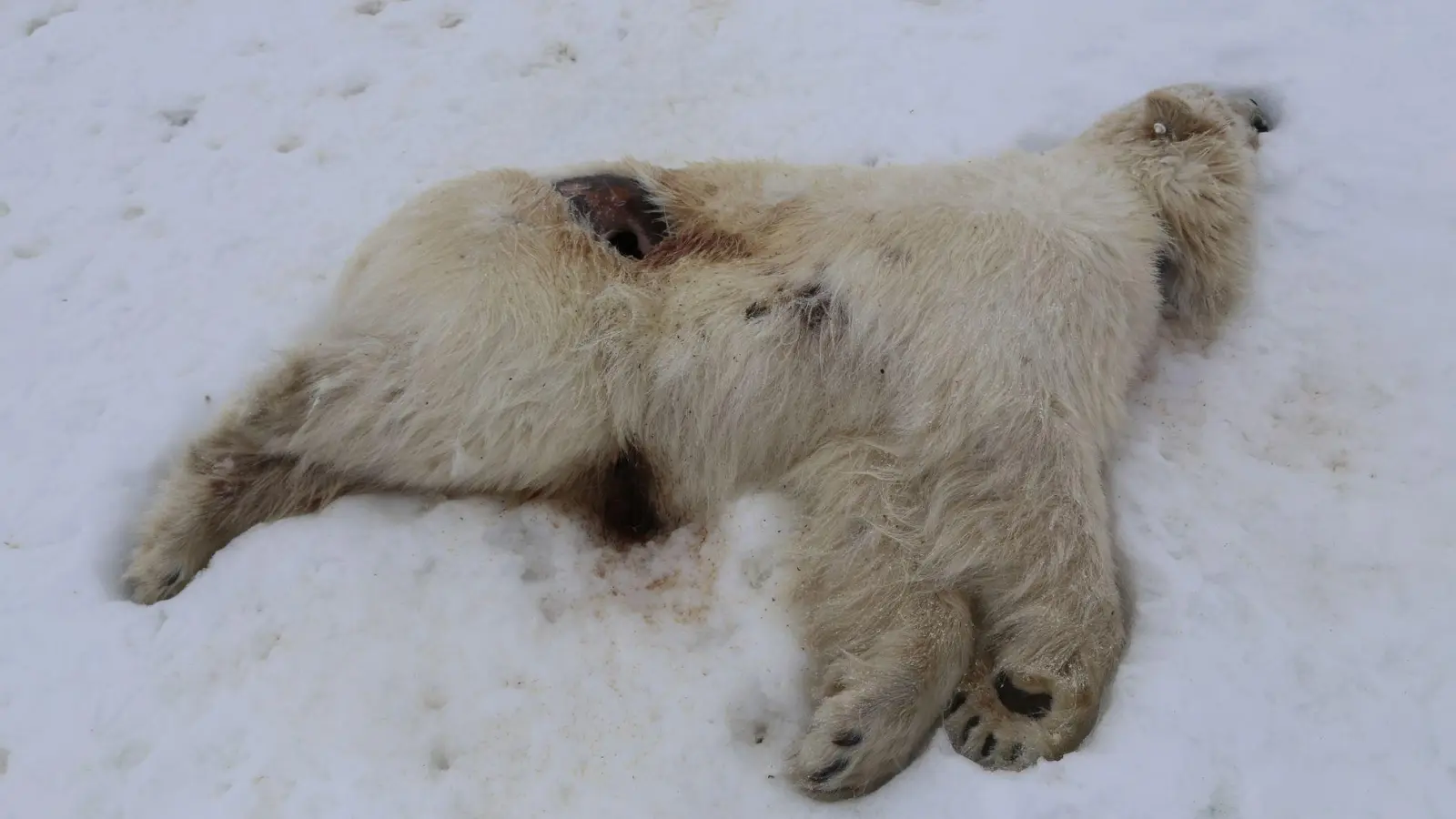 Auf Spitzbergen ist bei einem einjährigen männlichen Eisbären das Vogelgrippe-Virus nachgewiesen worden. (Foto: Ingebjørg H. Nymo/Norwegisches Veterinärinstitut/dpa)