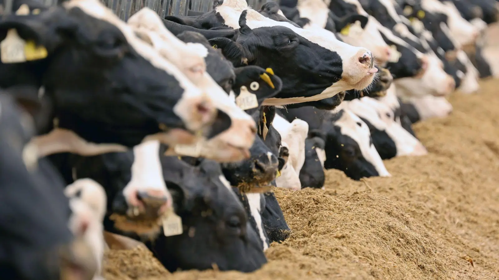 Ein Landwirt aus dem Allgäu ist mit einem Tierhaltungsverbot belegt worden. (Symbolbild) (Foto: Bernd Wüstneck/dpa)