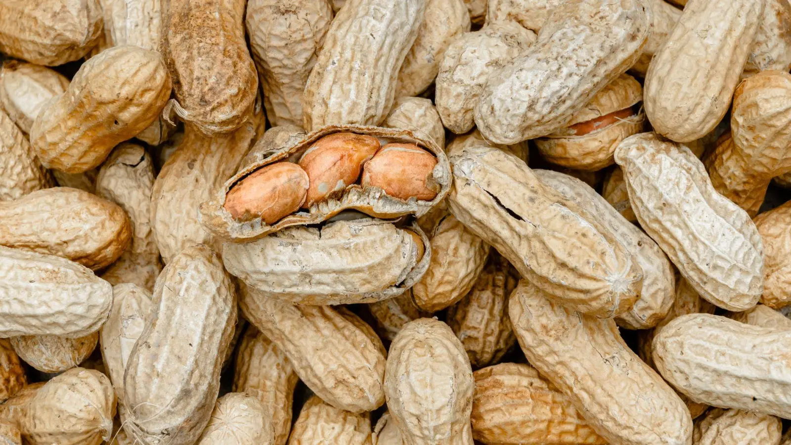 Schon geringe Mengen Erdnüsse können reichen, um allergische Reaktionen auszulösen. (Archivbild) (Foto: picture alliance / Markus Scholz/dpa)