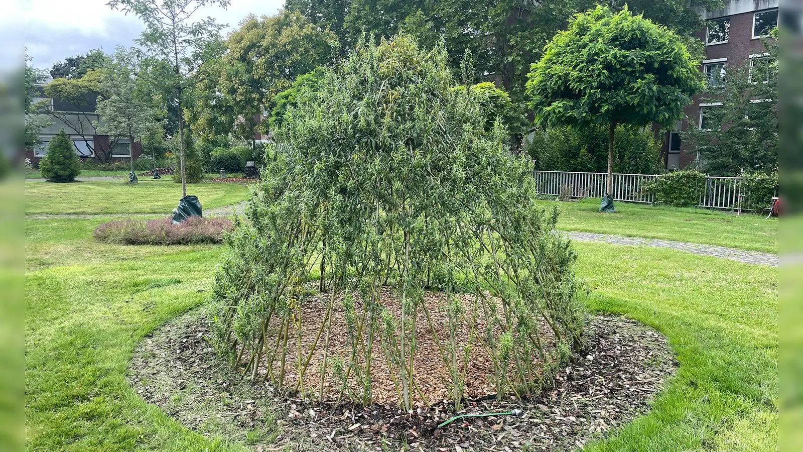 Das lebendige Weidentipi wächst und bietet Kindern einen grünen Rückzugsort im Garten. (Foto: DIY Academy/dpa-tmn)